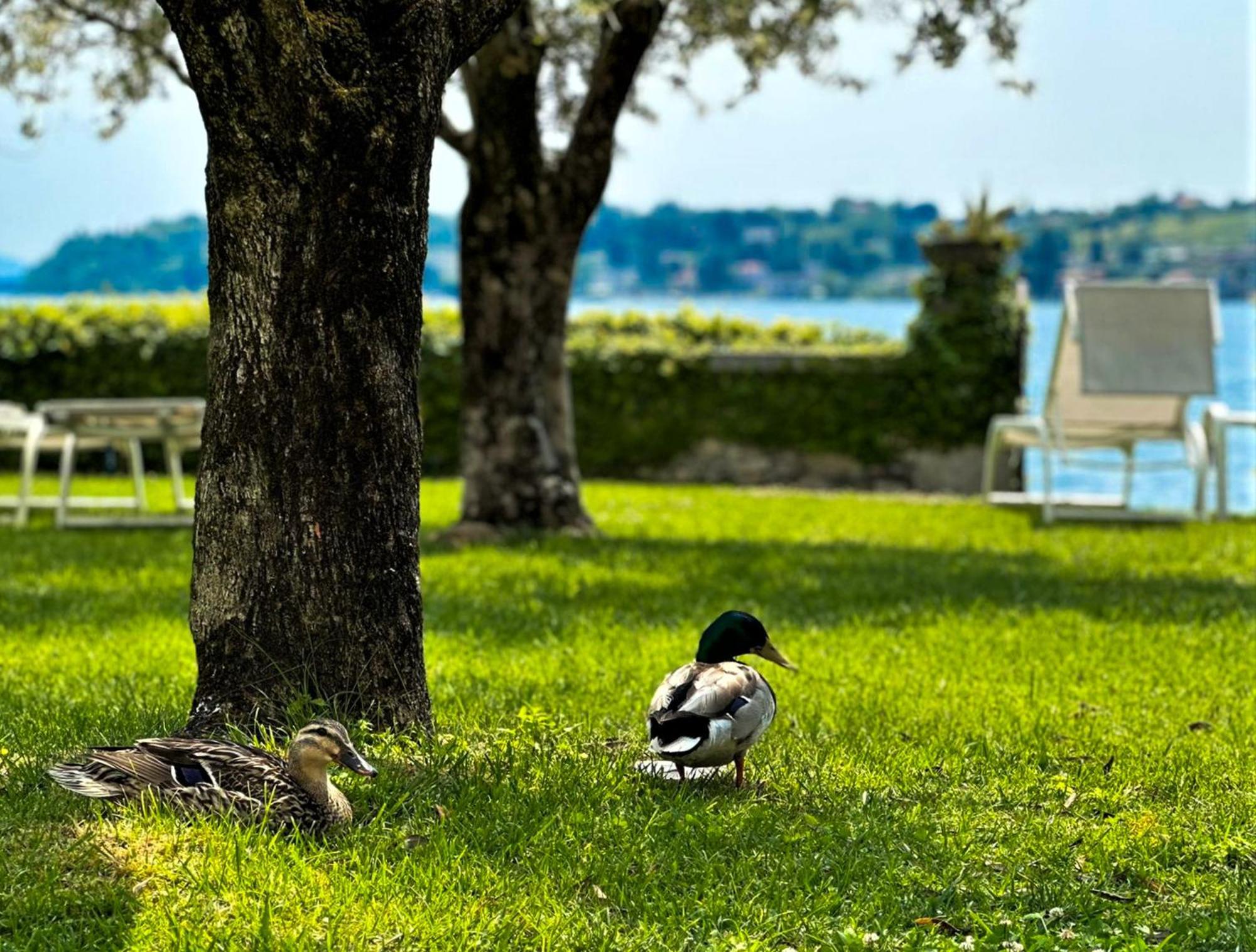 Luxury Lakeside Apartment Right On The Water Salò Zewnętrze zdjęcie